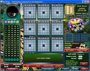 Kiwi Bingo